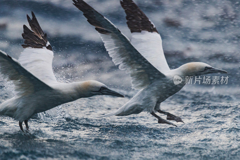 北海野生动物:塘鹅俯冲炸弹进食狂暴行为