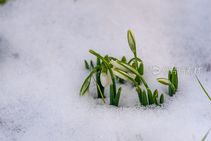 春天的雪花莲从雪中绽放