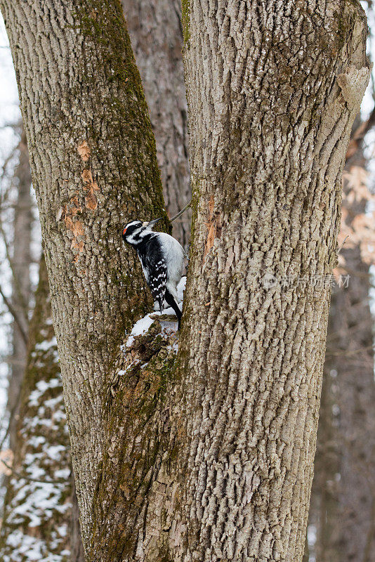 1月，在加拿大安大略省，一只成年雄性毛茸茸啄木鸟正在啄食枫树