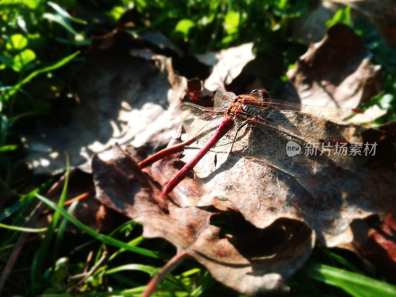 叶子上的蜻蜓和透明的翅膀