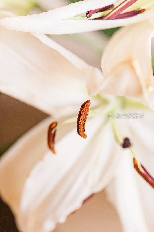 这是一张白色复活节百合“雌蕊”的近景照片，背景为中性，配以鲜花，为2021年简单舒适的情人节做准备