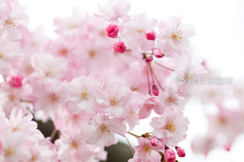 日本樱花在京都盛开