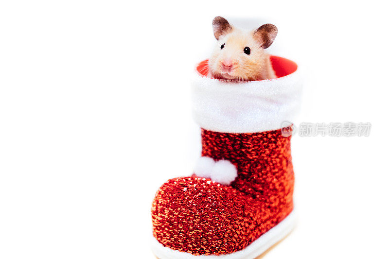 仓鼠从圣诞老人的靴子里出来