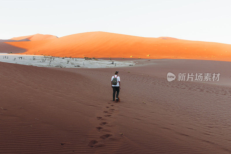 在纳米比亚的日出期间，人旅行者探索与树木和沙丘的索苏雷沙漠景观