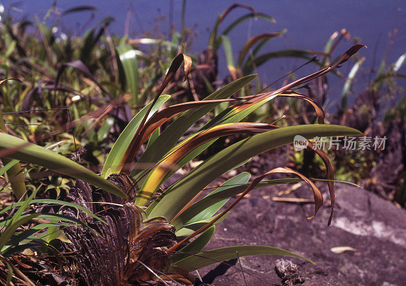 委内瑞拉罗赖马山顶上的凤梨科植物