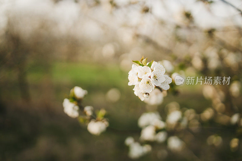 近距离的树上绽放着花朵