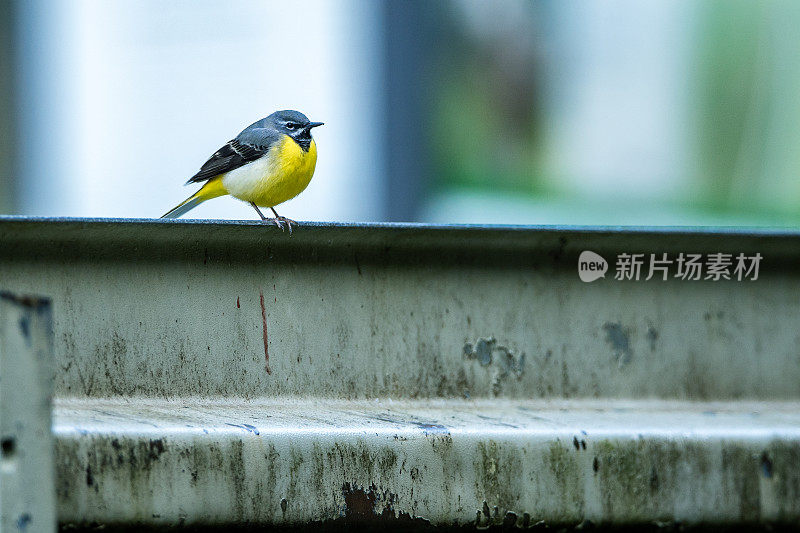 一只黄胸鸟坐在栏杆上