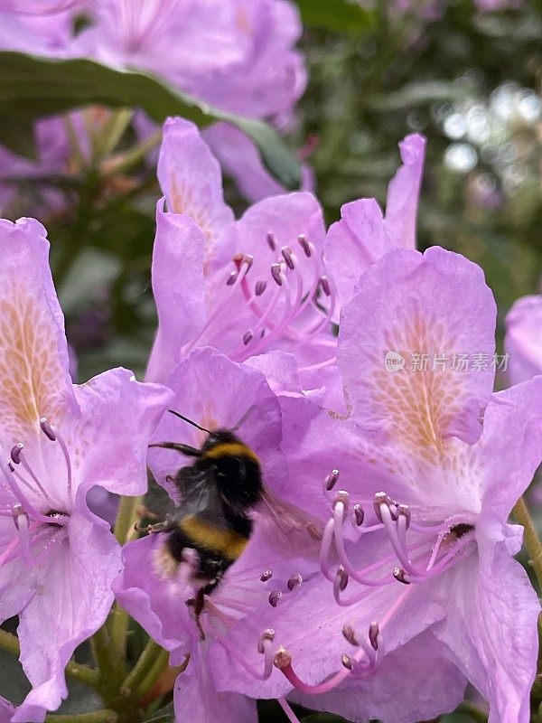 杜鹃花和大黄蜂