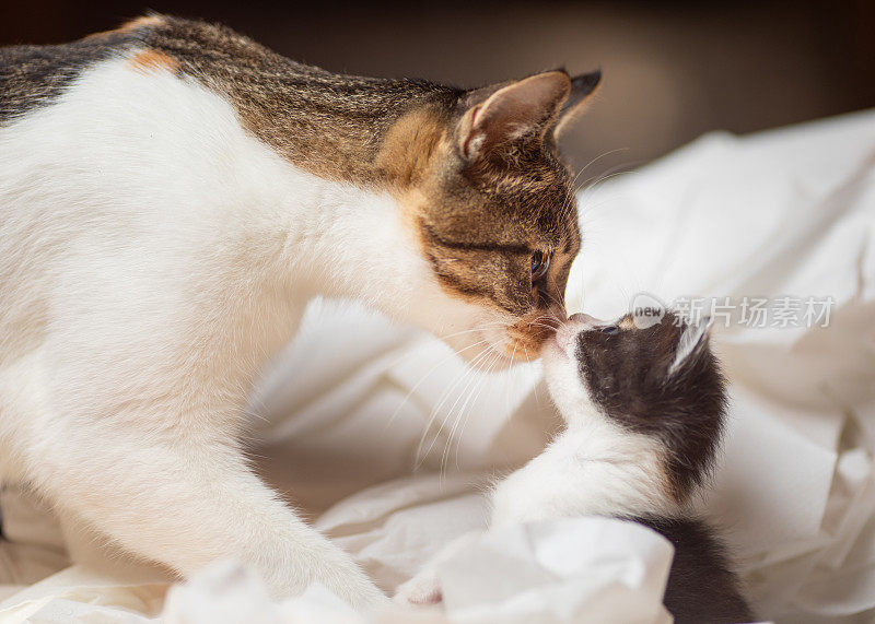 母爱――可爱的小猫和猫妈妈亲吻鼻子