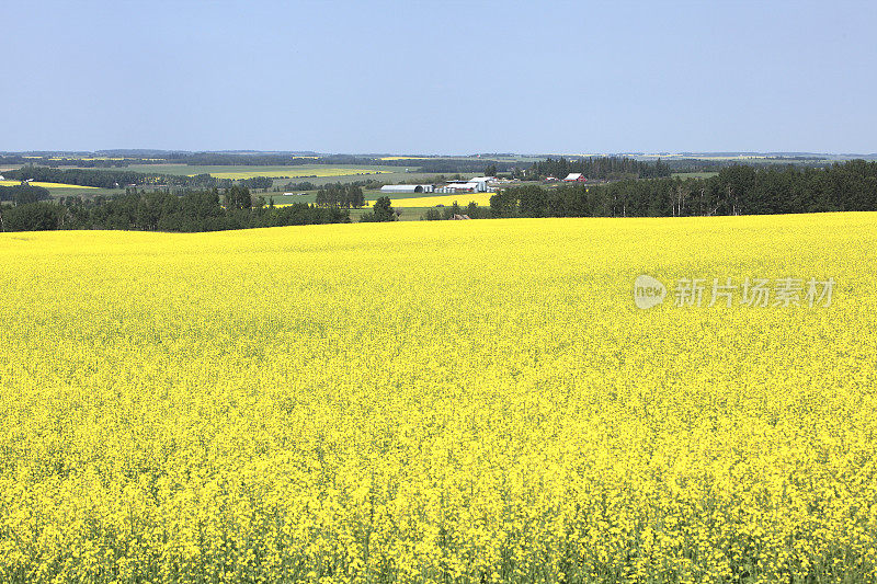 7月，阿尔伯塔农业和一片油菜籽地