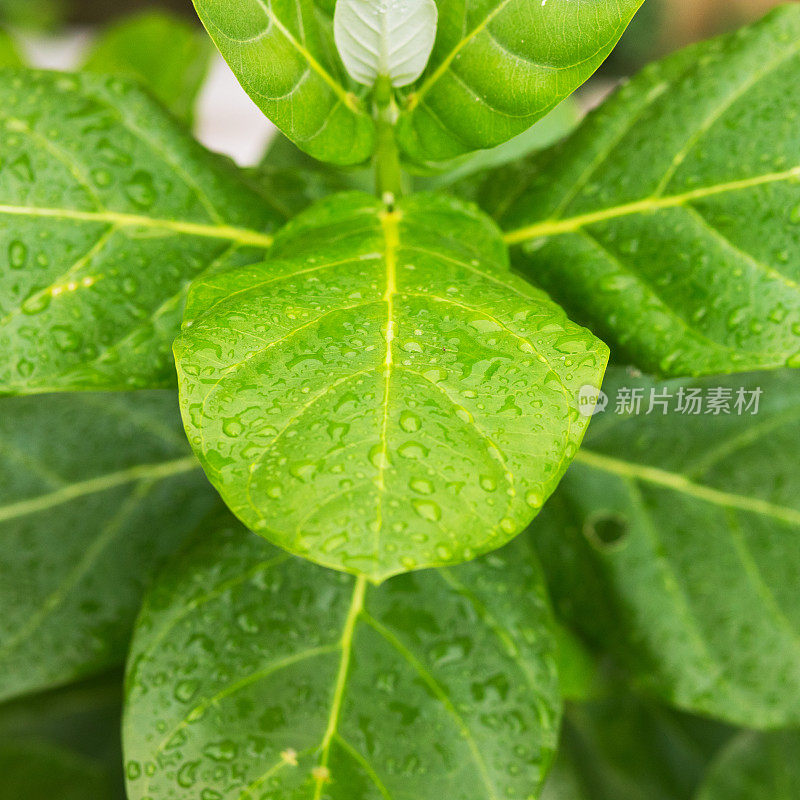 大叶子的泰斗草与雨滴