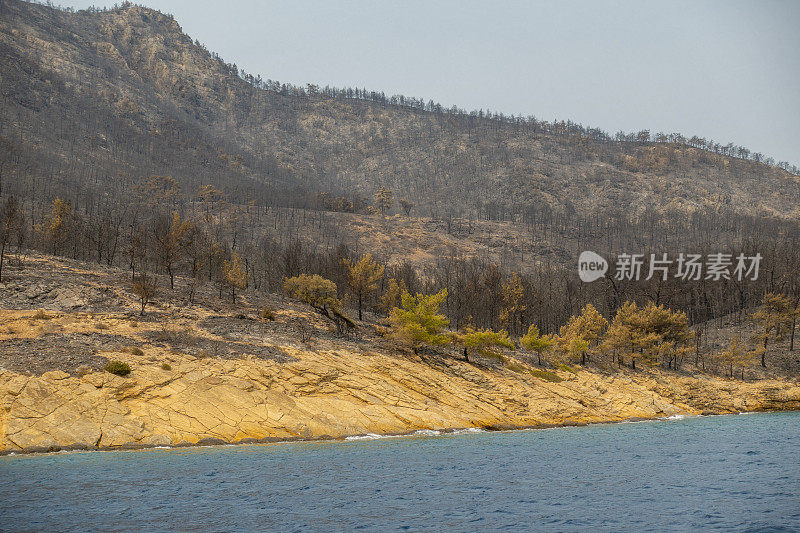 海岸森林大火之后