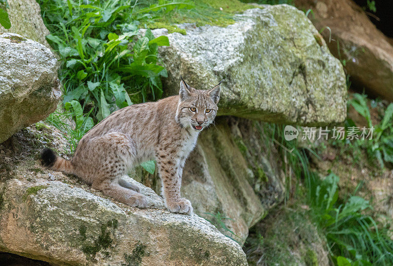 欧亚山猫幼崽