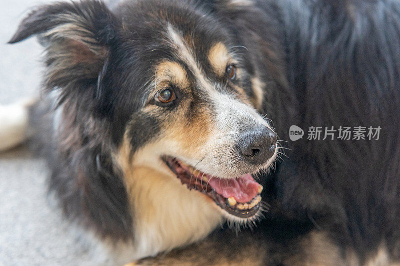 友好的边境牧羊犬靠近了