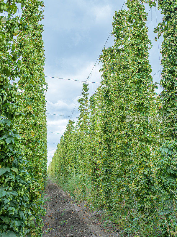 啤酒花的院子。啤酒花是一种攀爬用特殊支撑的线或金属丝的植物。