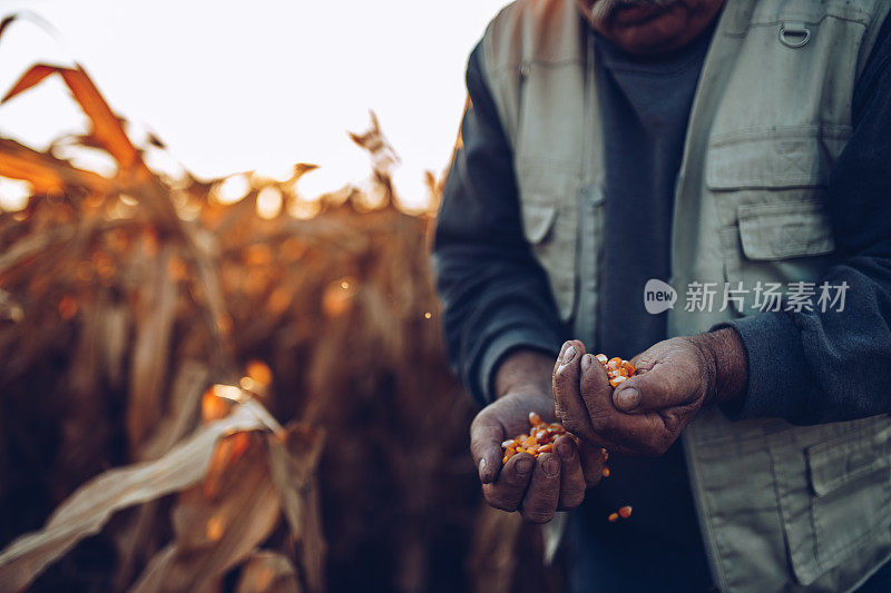农民在收获前检查玉米植株