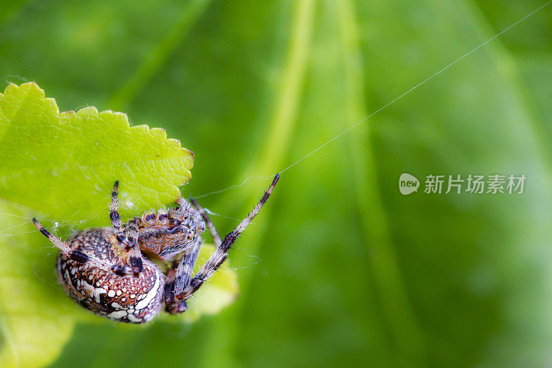 欧洲花园蜘蛛