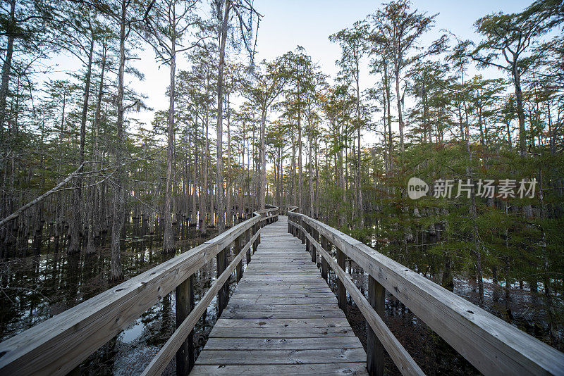 俯瞰中心木板路，穿过湿地中细长的柏树林