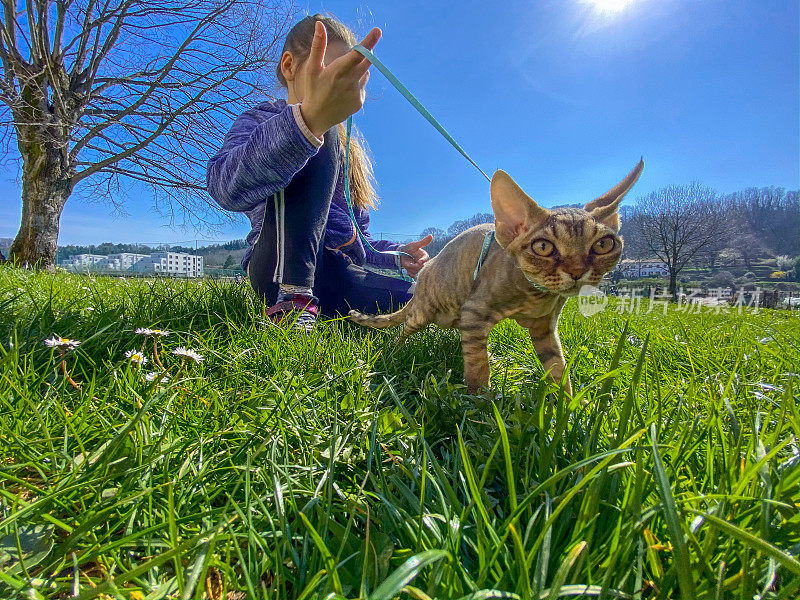 年轻的十几岁的女儿在阳光下带着皮带走在田野上的猫-库存照片