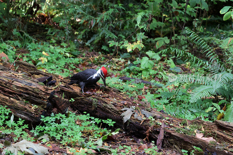 加拿大太平洋海岸倒下的树上有羽冠的啄木鸟