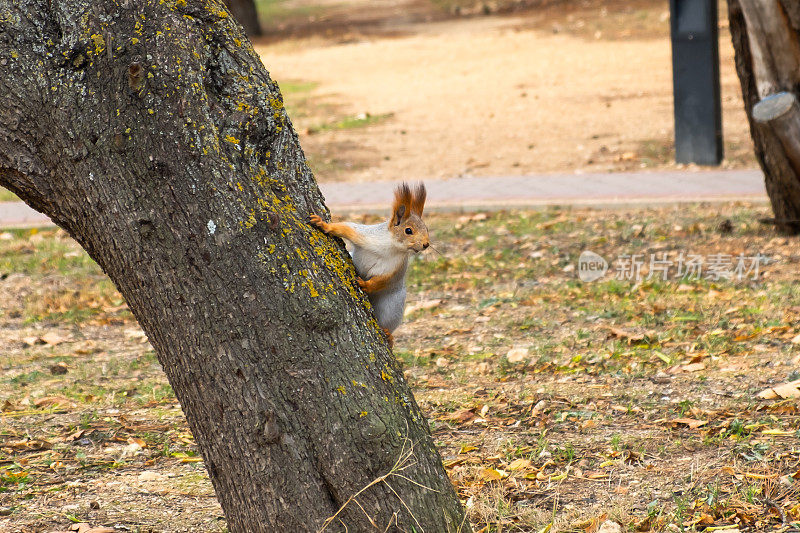 树上有一只毛茸茸的松鼠，尾巴是红色的，耳朵是特写。