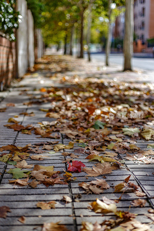 秋天的早晨，人行道上满是落叶。Alcorcon,马德里,西班牙。