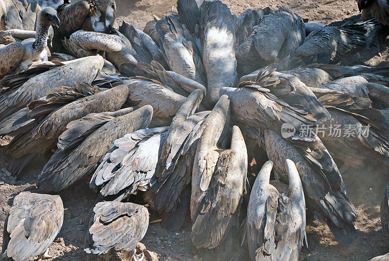 秃鹰为尸体、赞比西河、维多利亚瀑布和赞比西河国家公园争吵不休。