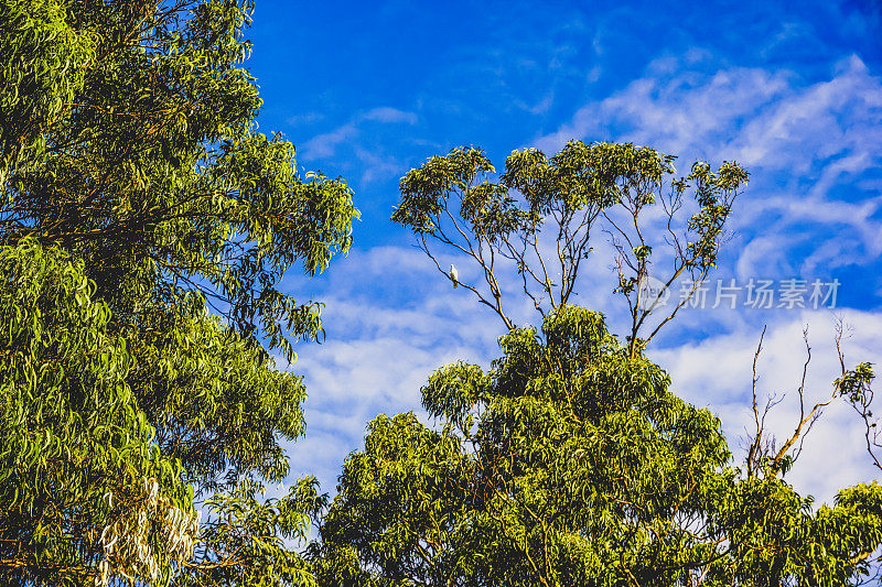 澳洲大自然中的凤头鹦鹉。