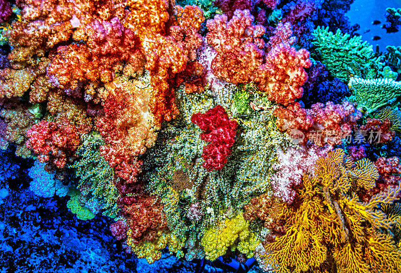 斐济群岛海岸附近的软珊瑚