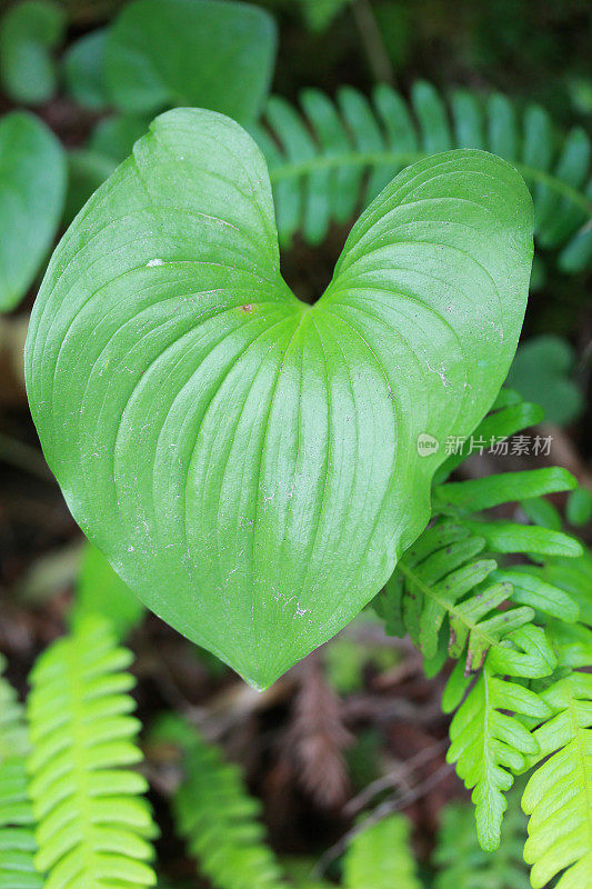 麦菊-山谷植物的假百合