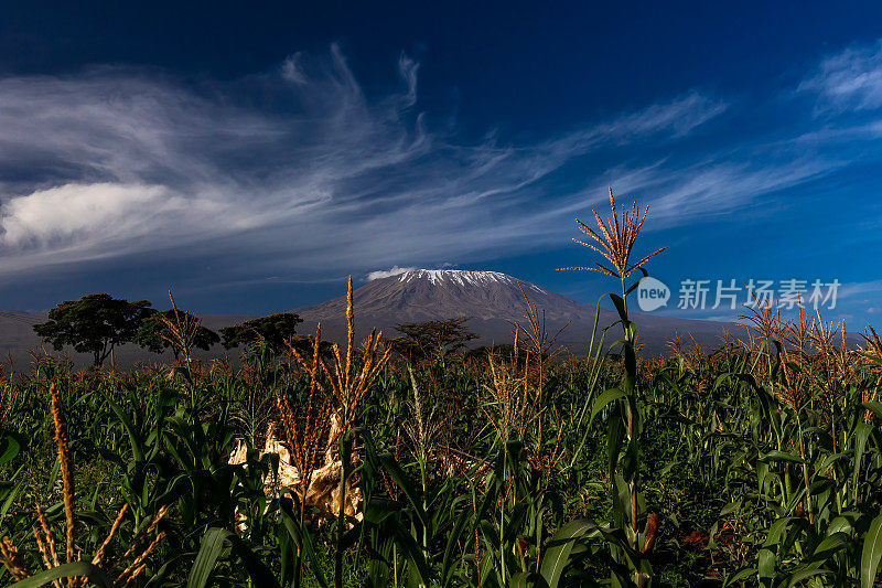 乞力马扎罗山，刺槐树和玉米地