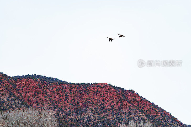 加拿大大雁在红峡谷上空飞行