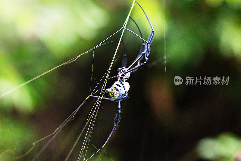 一个阳光明媚的夏日，金球蜘蛛在她的网上