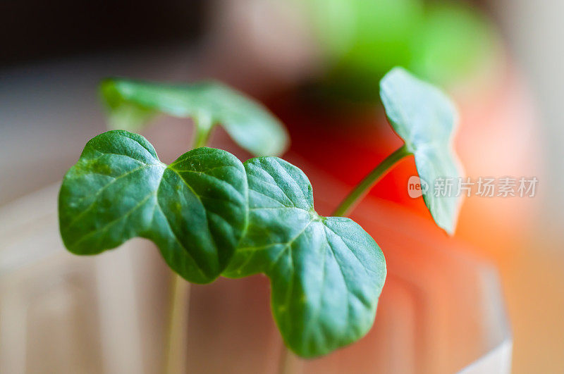 植物幼苗在早晨的阳光下生长缓慢