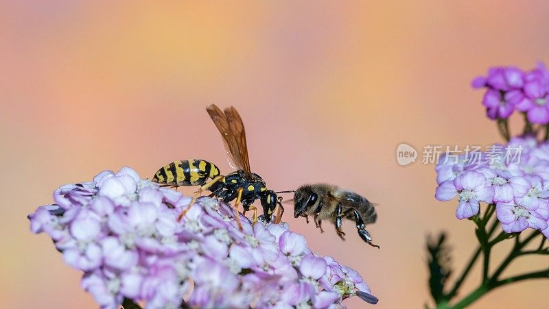 蜜蜂和黄蜂