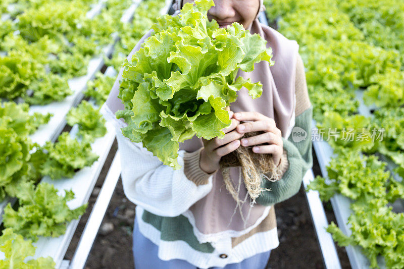 年轻女子在收获新鲜的水培蔬菜