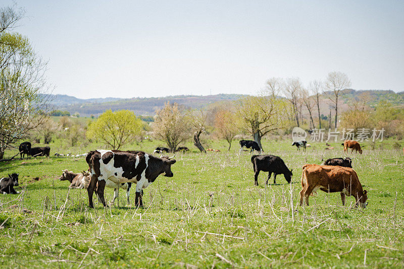 牛群在绿色的草地上吃草