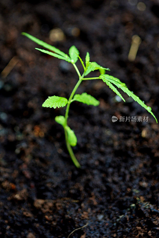 大麻植物栽培