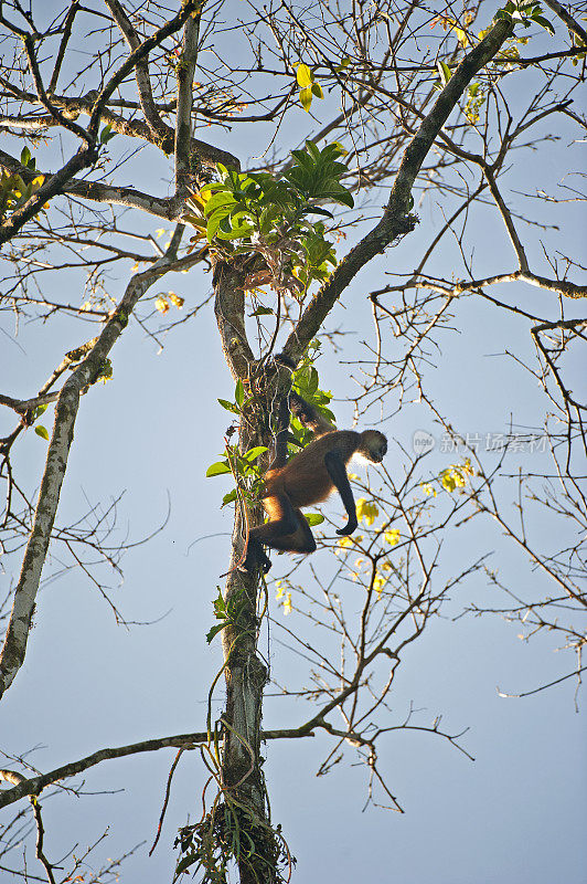 蜘蛛猴摇摇欲坠地悬挂在哥斯达黎加托图盖罗的树梢上