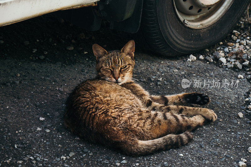 车下有只猫的画面