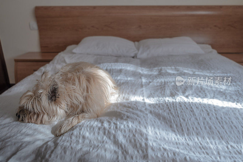 狗在主人的床上睡得很香
