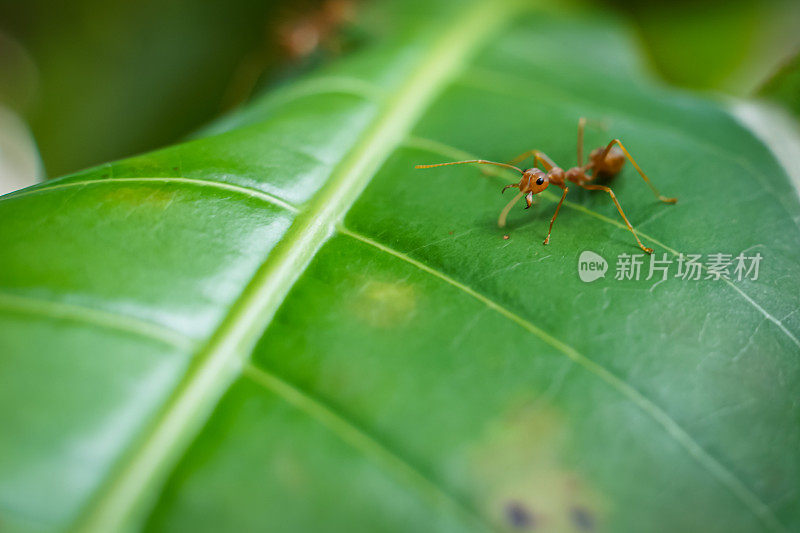 红蚂蚁正在防御并建造一个新巢穴。