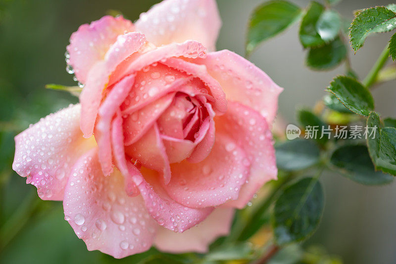 雨后粉红色和橙色玫瑰的特写