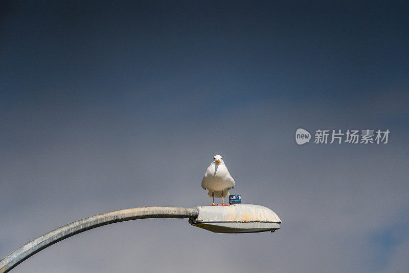 栖息在路灯上的海鸥