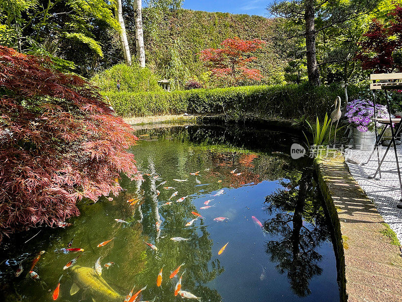 户外用餐区形象，鱼塘旁的木制折叠桌椅，花布图案，shubunkin金鱼与锦鲤游泳，悬枫枝，青苔红砖墙，竹篱，聚焦前景