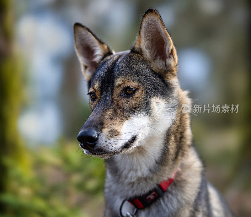 一个可爱的哈士奇狗在外面的自然，摆姿势的宠物肖像