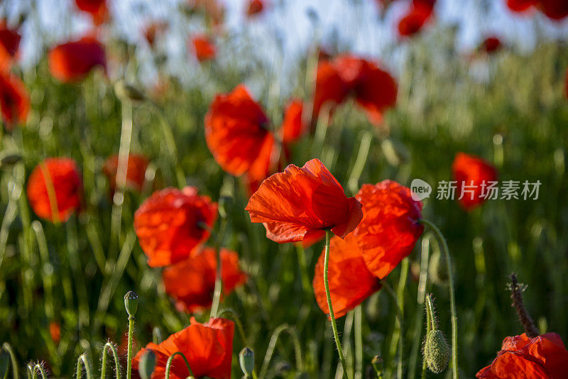 黎明时草地上的罂粟花。