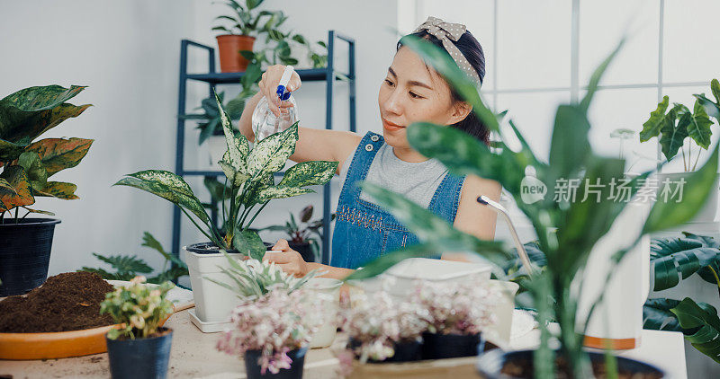 年轻的亚洲妇女在家里照顾水盆栽早上。