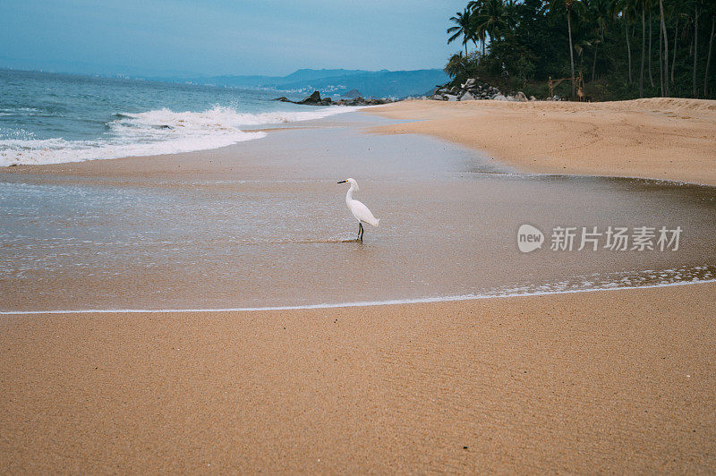 一只白鹭站在沙滩上