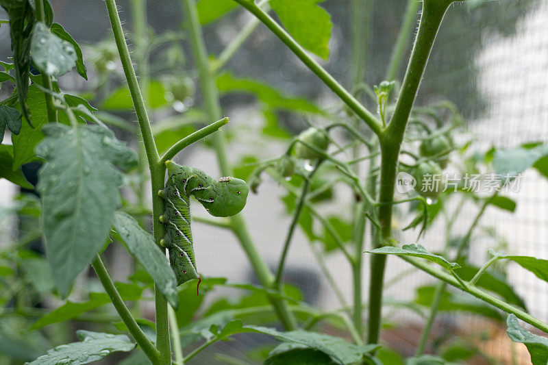 一种绿色烟草角虫，在家庭花园里的番茄植株的茎上